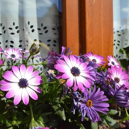 ゲストハウス Sleboda Wynajem Pokoi Ewa Satola